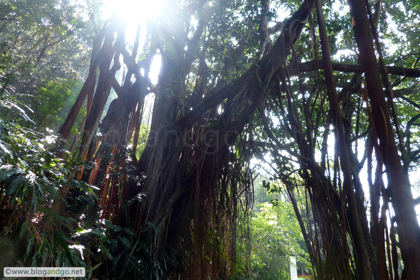 Hong Kong Trail 1 - India Rubber Tree